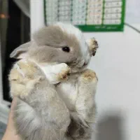 خرگوش لپی وساده