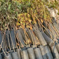 باسلام خدمت دوستان|گل و گیاه طبیعی|صوفیان, |دیوار