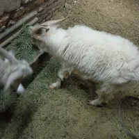 کره|حیوانات مزرعه|کرمان, |دیوار