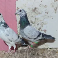 کفتر صید رنگه پرشی