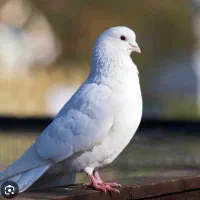 گمشده