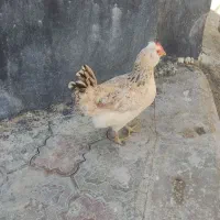 مرغ محلی گلین