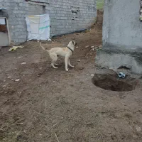 سگ‌سرابی|سگ|اردبیل, |دیوار