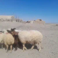 گوسفند فوروشی