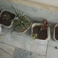 گل طبیعی|گل و گیاه طبیعی|محمدشهر, محمدشهر|دیوار