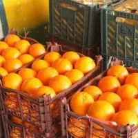 فروش عمده پرتقال باغی