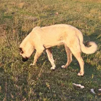 دزدیده شدن|حیوانات|ماکو, |دیوار