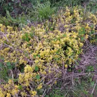 شمشاد و یاس کرتی نشایی