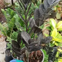 انواع گیاهان آپارتمانی و بستر آماده کاشت (خاک برگ)