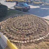 باغبانی و نگهداری گل و گیاه و نظافت|خدمات باغبانی و درختکاری|رستمکلا, |دیوار