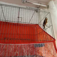 قناری بخون بخون