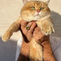 بریتیش گلد نر