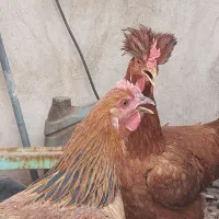 مرغ و خروس