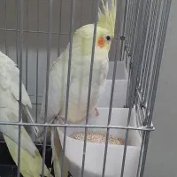 عروس هلندی|پرنده|تهران, آهنگ|دیوار