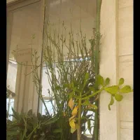 فروش انواع گل خانگی به قیمت عمده بدلیل جابه جابی|گل و گیاه طبیعی|جهرم, |دیوار