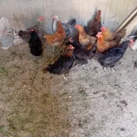 مرغ|حیوانات مزرعه|کشکسرای, |دیوار