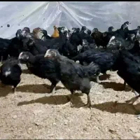 50 عدد نیمچه جهادی