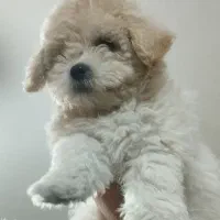 سگ نژاد پودل|سگ|خرمآباد, |دیوار