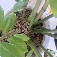 زاموفیلیا|گل و گیاه طبیعی|اصفهان, قائمیه|دیوار