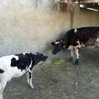 فروش ماده گاو و گوساله ماده
