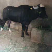 گاومیش فحل