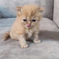 گربه های پرشین و بازیگوش|گربه|تهران, پارک شهر|دیوار