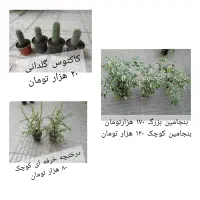 گلهای طبیعی|گل و گیاه طبیعی|بابل, |دیوار