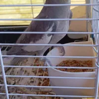 3تا عروس هلندی یکی نر 2تا ماده|پرنده|سنگر, |دیوار