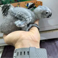 کاسکو سرلاکی|پرنده|اهواز, یوسفی|دیوار