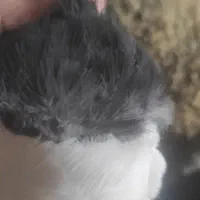 ملقی بازا بخونن