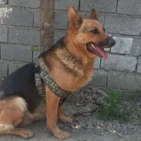 سگ ژرمن ماده