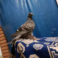 کفتر پولکی جوونه آماده بلد