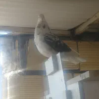 کبوتر پرشی|پرنده|اصفهان, جاوان|دیوار