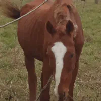 مادیان خارجی|اسب و تجهیزات اسب‌سواری|خشکبیجار, |دیوار