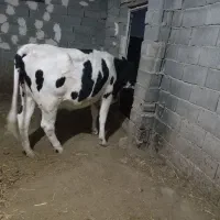 به دوسیتو شصت و پنج میلیلون