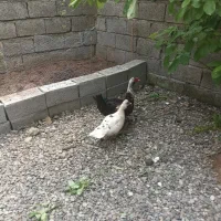 اردک اسراییلی  ۵عدد|حیوانات مزرعه|آستانه اشرفیه, |دیوار