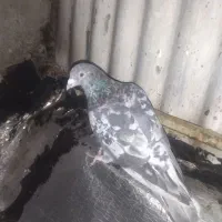 سرور و سوسنی