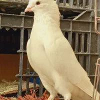 کبوتر پرشی ب شرط|پرنده|وحیدیه, |دیوار