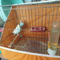 مرغ عشق|پرنده|محمدیه-قزوین, |دیوار