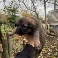 توله سگ|سگ|تالش, طولارود|دیوار