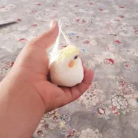 عروس هلندی|پرنده|کرج, آق تپه|دیوار