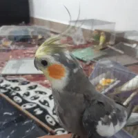 عروس هلندی سخنگو معاوضه هم دارم با عروس