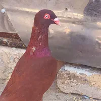 کفتر