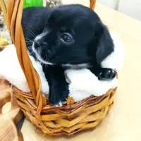 پامر اشپیتز نر|سگ|محمدشهر, محمدشهر|دیوار