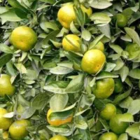 فروش نارنگی ژاپنی درجه یک