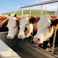 گوساله پرواری درجه‌یک در گلپایگان