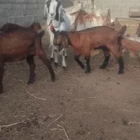 بز زاییده شیرا