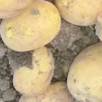 سیب زمینی سانتا