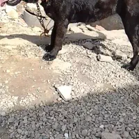 سگ کنکروسو