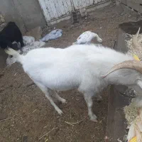 نر بز اصل فرانسوی|حیوانات مزرعه|مشهد, شهرک مهرگان|دیوار